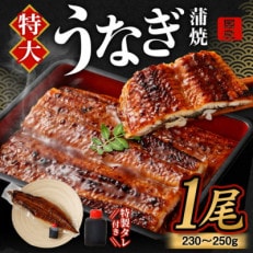 特大 「国産うなぎ蒲焼」1尾(230g～250g)と特製タレ1個セット