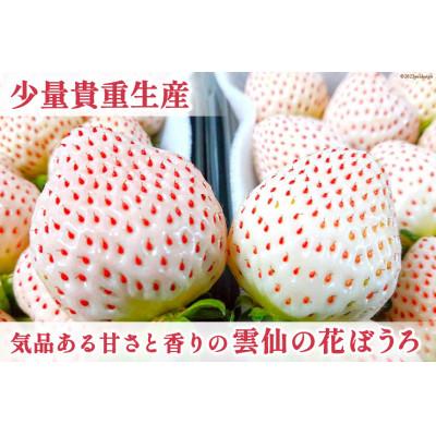 ふるさと納税 雲仙市 白いちご 「雲仙の花ぼうろ」 250g×2パック