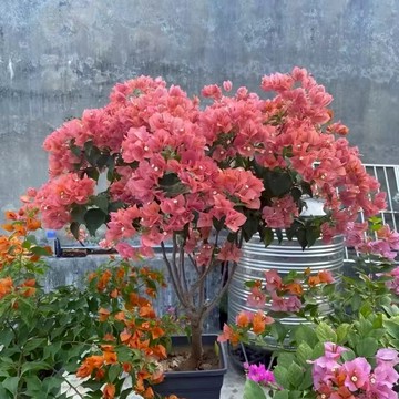 青禾園藝 三角梅 四季種植 稀有彩色品種 四季開花 盆栽陽台好養花卉 基地對版直發 三角梅盆栽 三角梅花苗 重瓣多色