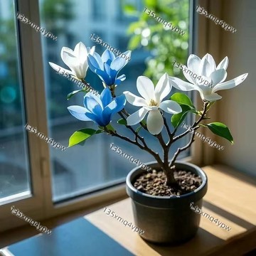 台灣爆款矮化玉蘭花（50粒）8款濃香型觀賞花卉 四季庭院種植 紅玉蘭白玉蘭紫玉蘭香水玉蘭樹 白玉蘭 濃香型 花卉耐寒種子