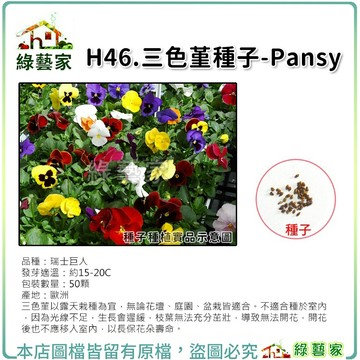 H46.三色堇種子50顆(三色菫以露天栽種為宜，無論花壇、庭園、盆栽皆適合。不適合種於室內)花卉種子【綠藝家】