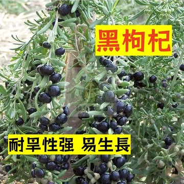 🌱早熟高產（黑枸杞種子GQ-1）耐寒性強  紅耳墜 甜菜子 易生長  高產 抗病抗旱易種植 高產爬藤蔬菜種子#中藥材