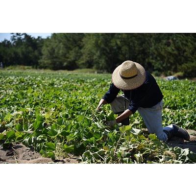 訳あり安納芋５キロフリーサイズ