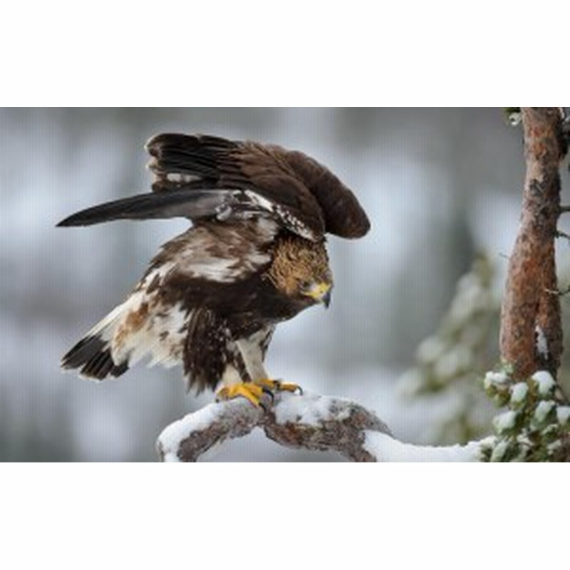 絵画風 壁紙ポスター イヌワシ 犬鷲 イーグル 鷲 鳥 キャラクロ Begl 007w2 ワイド版 603mm 376mm 通販 Lineポイント最大1 0 Get Lineショッピング