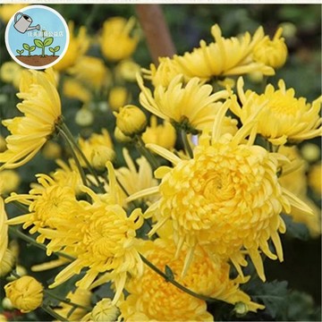 🔥【台灣現貨 高發芽率】金絲皇菊種子 可食用泡茶菊花  居家陽台盆栽 觀賞/花茶/香草DIY 養生茶園 家庭園