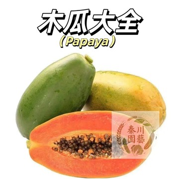 現貨（水果木瓜種子）多年生大果木瓜樹種子~冰糖紅心木瓜 牛奶油木瓜 高產多汁生吃蔬菜水果種子#冠木瓜巴婆樹巴婆果