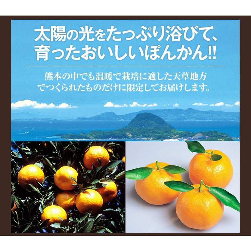 秀品 天草 ぽんかん 約4kg 送料無料 Lサイズ限定 贈答  果物 フルーツ お取り寄せグルメ 12月中旬-12月末頃より発送予定