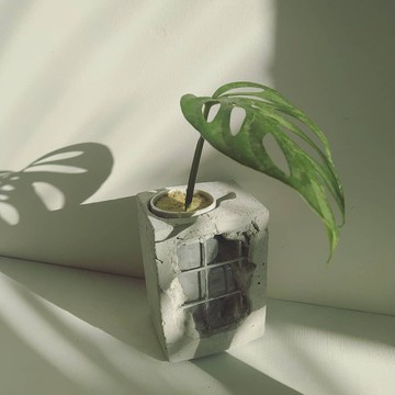 水管水耕重生泥盆