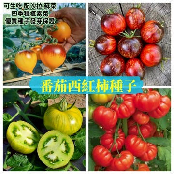 💥【番茄種子】 優質高質量💯超多品種番茄種子大全 四季蘇菜高產無蟲害西紅柿種籽 爬藤蘇菜 高產量快收成蘇菜西紅柿種子
