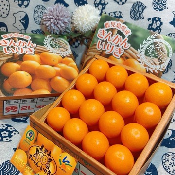 【帕查嬤嬤】🇯🇵日本 鹿兒島 排排站 金桔🍊｜日本金桔禮盒