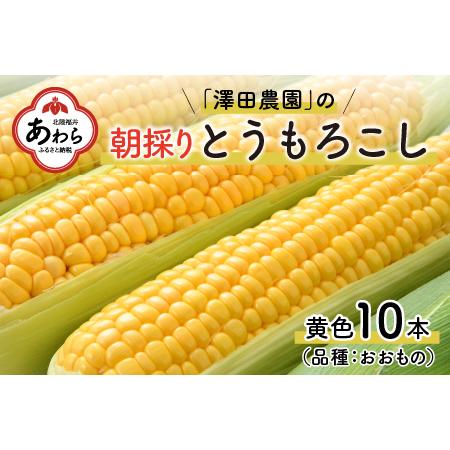 ふるさと納税 春とうもろこし 10本 おおもの 黄色 朝採り ／ 期間限定 数量限定 ハウス栽培 産地直送 甘い スイートコーン とうも.. 福井県あわら市