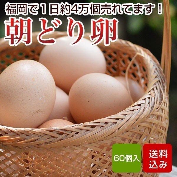 朝どり卵 60個入 Lサイズ タマゴ 福岡産 送料無料