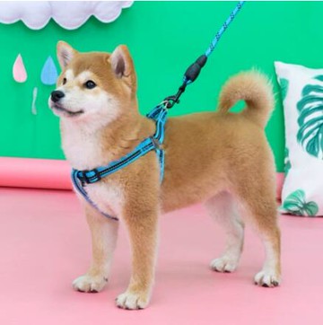 狗狗牵引绳背上式遛狗绳柴犬法斗大小中型犬宠物用品胸背带狗链子 幸福驛站