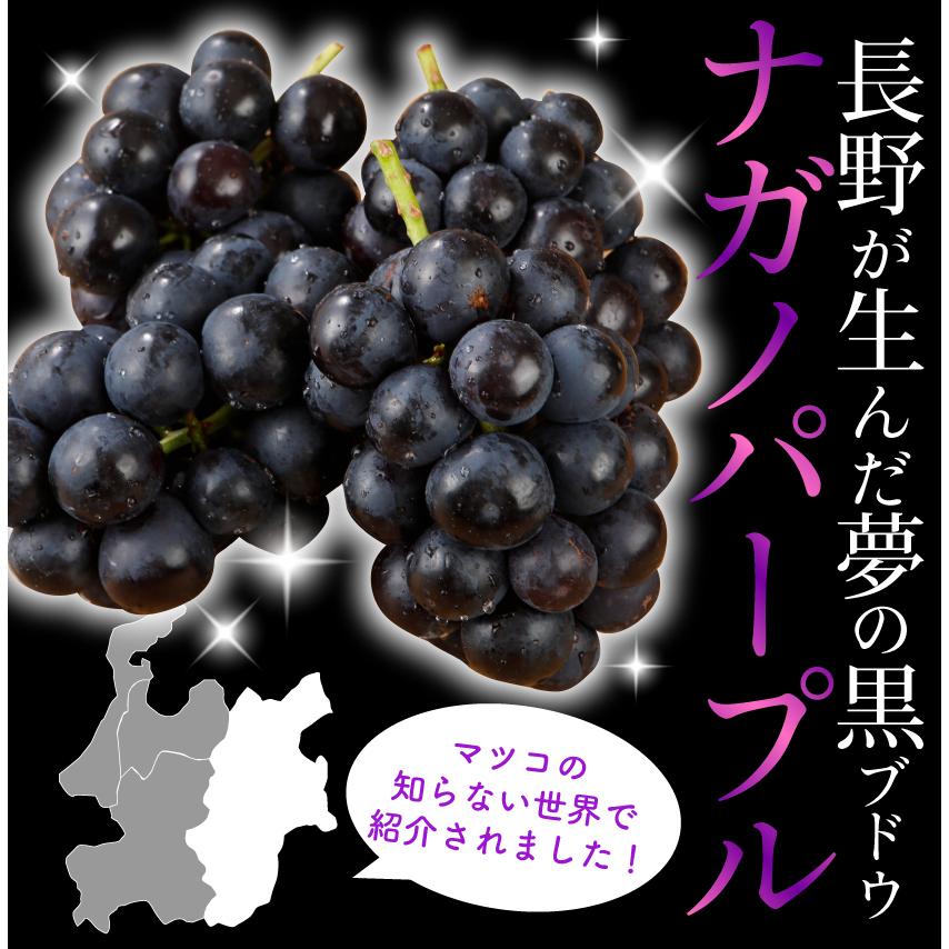 2024年分予約 訳あり ナガノパープル ぶどう 1.8kg入 ブドウ 葡萄 長野 産地直送