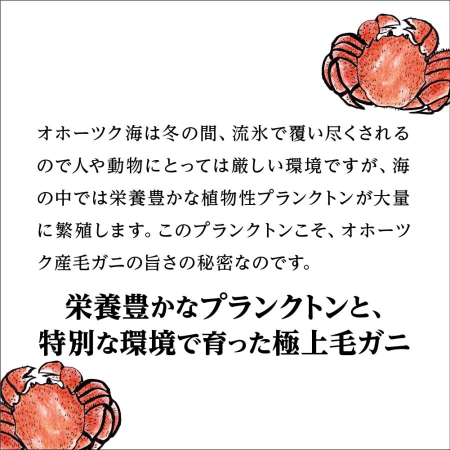 北海道産 流氷海明けプレミアム毛蟹 800g 紋別ニチモウ加工の一級品 ケガニ かに カニ お刺身 甲羅焼き カニ飯 甲羅酒 カニ鍋 焼きガニ ギフト