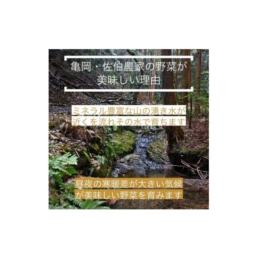 ふるさと納税 京都府 亀岡市 訳あり 新鮮 季節の野菜 セット 7〜10品目農家直送 朝採れ 亀岡 佐伯の里 京都丹波産 家計応援 生活応援