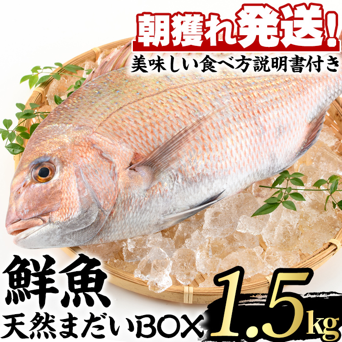鮮度が命！鮮魚問屋が厳選した『天然真鯛』(1-2尾・総量1.5kg以上)