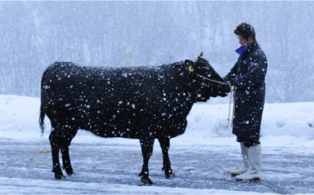 尾花沢牛肉まつり すき焼き・しゃぶしゃぶセット モモ・カタ・肩ロース 880g 雪降り和牛 山形牛 焼肉 焼き肉 バーベキュー