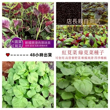 現貨 紅莧菜（150粒）三十天採收菜籽 蔬菜種子 四季蔬菜種植 圓葉柳葉莧菜種子 小院陽台農田種植 盆栽地栽蔬菜種子