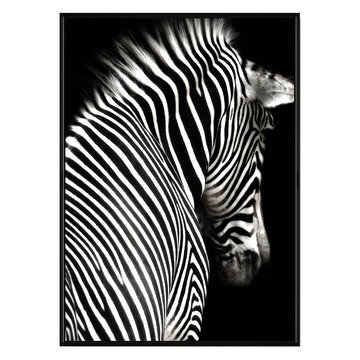 斑馬II 黑白動物掛畫  50 x 70cm  黑色