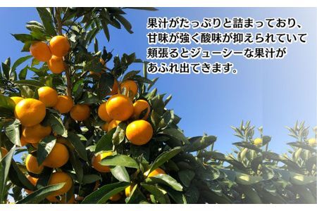 A-438 宮田園芸の田口早生 5kg みかん ミカン フルーツ 果物 柑橘 数量限定 期間限定 12月上旬より順次配送