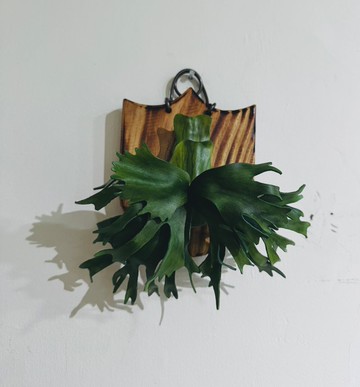 佛朗明哥皮革鹿角蕨(深綠X千手皇冠)