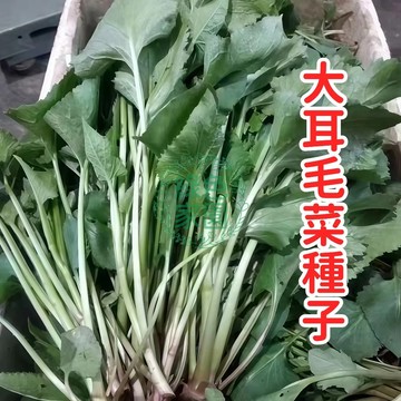🔥台灣獨家🔥 大耳毛菜種子，居家陽台必備！翠綠鮮嫩、口感爽脆，有機栽培超簡單，生長快速收穫豐！輕鬆打造家庭小菜園