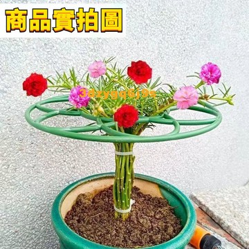 臺灣嚴選太陽花棒棒糖支架單層多層支撐架造型爬藤固定架蟹爪蘭支撐桿