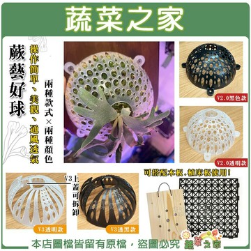 【蔬菜之家】蕨藝好球 鹿角蕨上板 蘭花 鹿角蕨板 水苔球 鹿角蕨球 上鹿神器 附生板 亞猴 女王 蕨類 鹿球