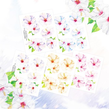 八月主題：K之花