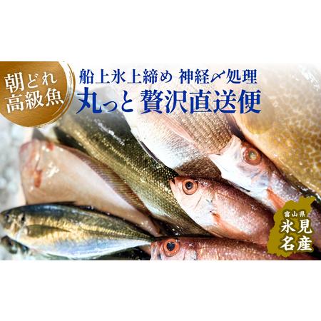 ふるさと納税 氷見港朝獲れ高級魚！丸っと贅沢直送便！　船上氷上締め　神経〆処理 富山 氷見 直送 詰め合わせ 鮮魚ボックス 富山県氷見市