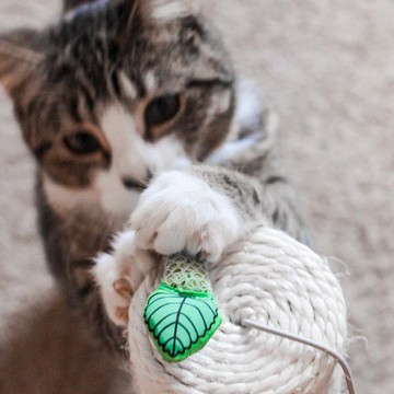 貓草玩具 清新薄荷棒  貓咪潔牙