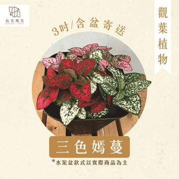 【拈花微笑】三色嫣蔓｜3吋│窗邊植物│新手植物│淨化空氣│水泥盆│招財植物│觀葉植物│質感盆栽