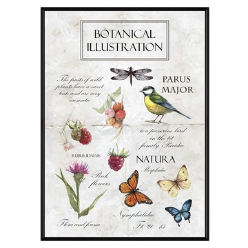 菠蘿選畫所 復古植物圖鑑 掛畫 BFVI3405B 40 x 30cm 黑框 - 經典居家裝飾  黑色
