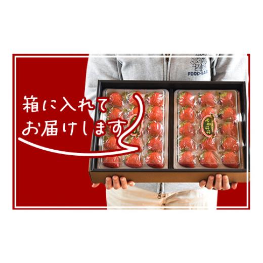 ふるさと納税 宮崎県 国富町 予約受付！＜高級いちご「おおきみ」 （15粒入り×2パック 合計約760g以上）＞2024年1月下旬〜4月末迄に順次出荷