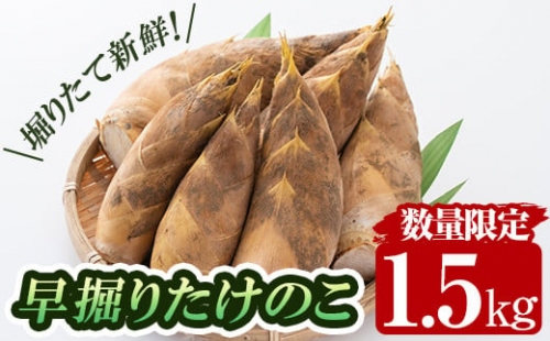 a806 数量限定！早堀り筍(正味約1.5kg)国産 早堀り たけのこ タケノコ 筍 竹の子