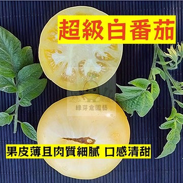 🌱早熟高產（超級白番茄種子FQ-53）果皮薄 肉質細膩 高產 抗病性强 易生長  抗病抗旱易種植 高產爬藤蔬菜種子