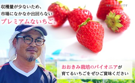 宮崎県産 イチゴ おおきみDX 2パック(18粒) いちご 苺 果物 期間・数量限定