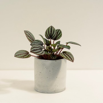 孔雀椒草│泥作系列│福所栽