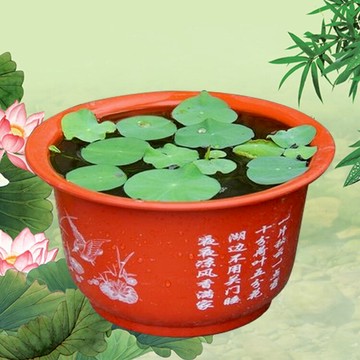 環球荷花盆 陽臺盆栽花盆 加厚 碗蓮盆 睡蓮盆 無孔塑料水培花盆