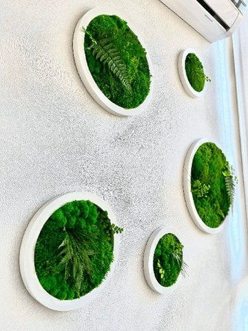 苔蘚圓，綠木藝術圓，苔蘚圖片，保存的苔蘚牆藝術