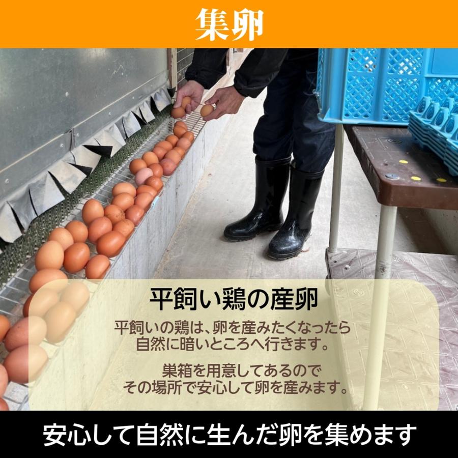  卵 平飼い卵 ここたま 40個 朝取 M L LL サイズ混合 JGAP 自家配合飼料 地下水 福島県