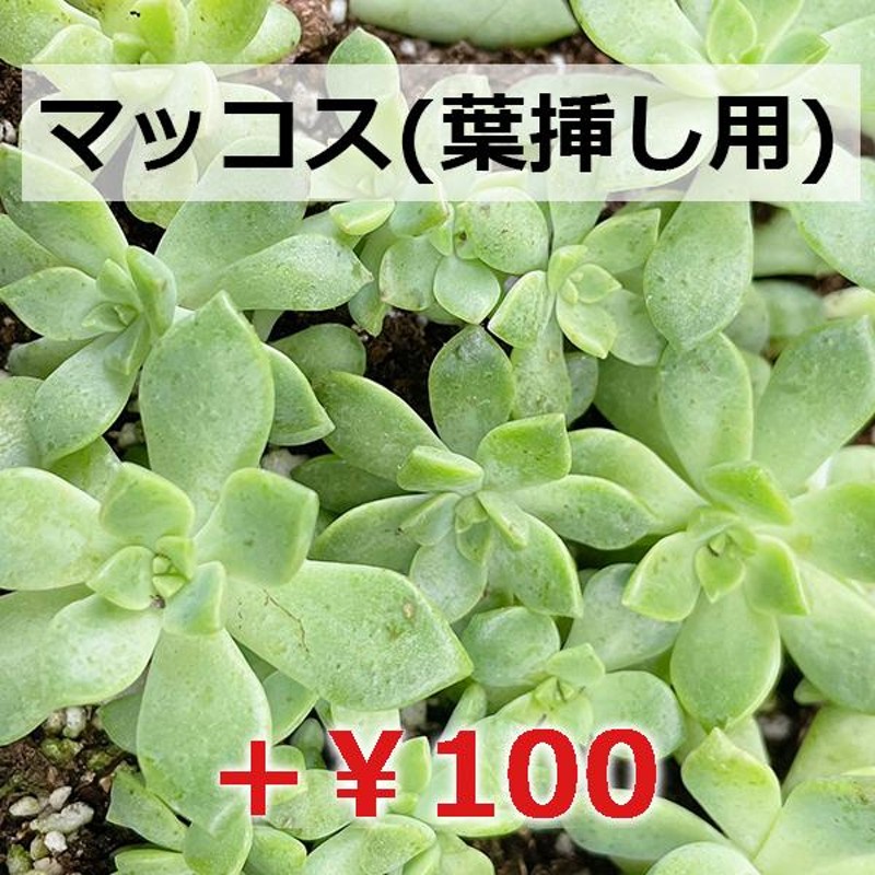 多肉植物/セダム/グランドカバー/【値下げ】レフレクサム（５ｃｍＸ１５本：１２月２３日午前発送最終！年始１月２０日発送となります） |  LINEブランドカタログ