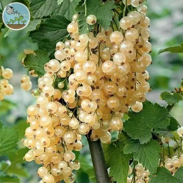 🍅【稀有原生種】醋栗番茄種子Currant Tomato古早味爆汁小番茄 超強抗病力 耐旱易種 陽台盆栽推薦 蜜源植物