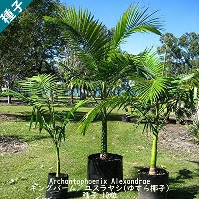 観葉植物 種子 種 Archontophoenix Alexandrae キングパーム ユスラヤシ ゆすら椰子 ヤシ科 ユスラヤシ属 常緑高木  種子10粒 | LINEブランドカタログ