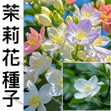 現貨 新手易種【茉莉花種子大全】（100粒） 虎頭茉莉 銀絲茉莉 風車茉莉 多款茉莉種子 四季種植 室內外種植 濃香茉莉
