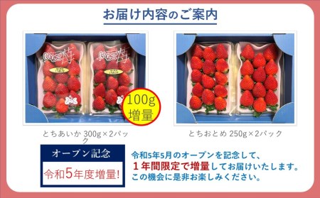 いちご とちおとめ・とちあいか 1.1kg 食べ比べ セット