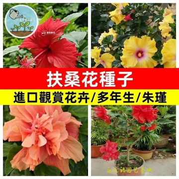 🌸扶桑花種子 多款重辦佛桑朱瑾花種子扶桑樹種子朱瑾牡丹花種子室內陽台盆栽觀賞花卉種子四季大花多年生