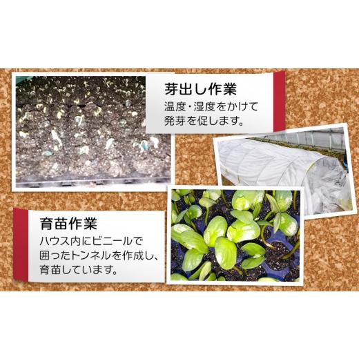 ふるさと納税 山形県 鶴岡市  小池農園のだだちゃ豆  1.8kg（600g×3袋）　A06-606