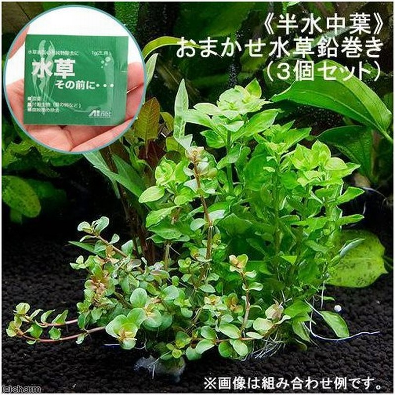 水草 半水中葉 おまかせ水草 鉛巻き 無農薬 ３個 水草その前に １ｇ ２ｌ用 本州四国限定 通販 Lineポイント最大0 5 Get Lineショッピング